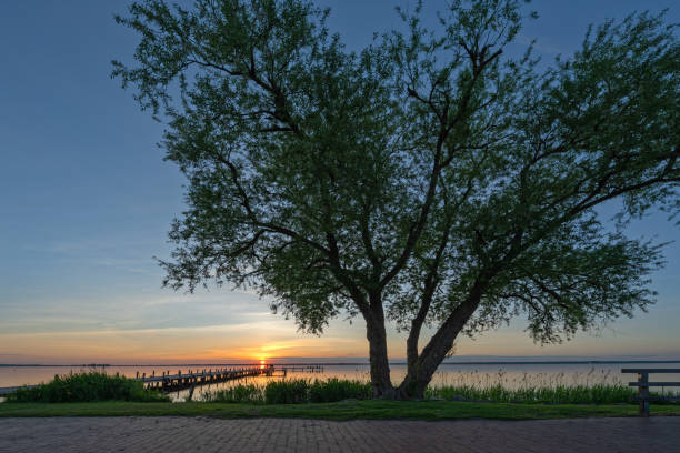 sagoma di salice al maestoso tramonto sul lago - steinhuder meer foto e immagini stock