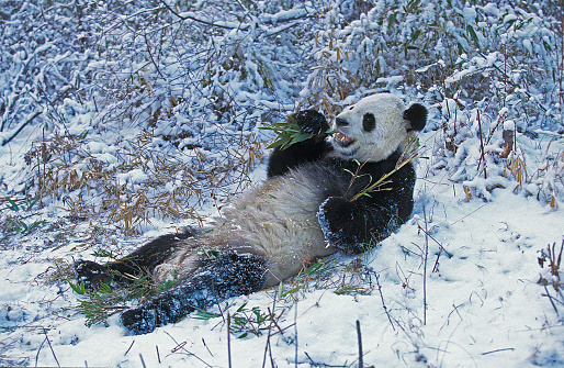 GIANT PANDA ailuropoda melanoleuca, WOLONG RESERVE IN SICHUAN PROVINCE, CHINA