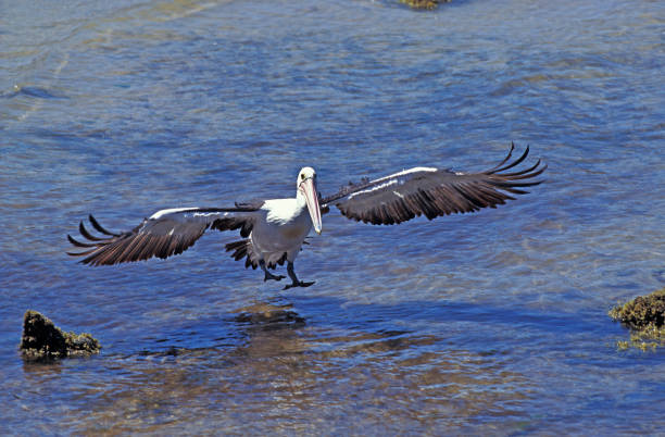 australian pelican pelecanus conspicillatus, adult landing on water, australia - pelican landing imagens e fotografias de stock