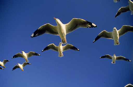 GULLS FLYING, FLORIDA