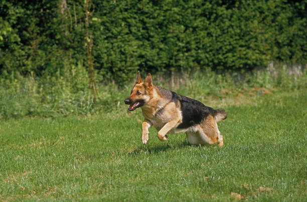istock GERMAN SHEPHERD DOG, ADULT RUNNING ON GRASS 1226718672