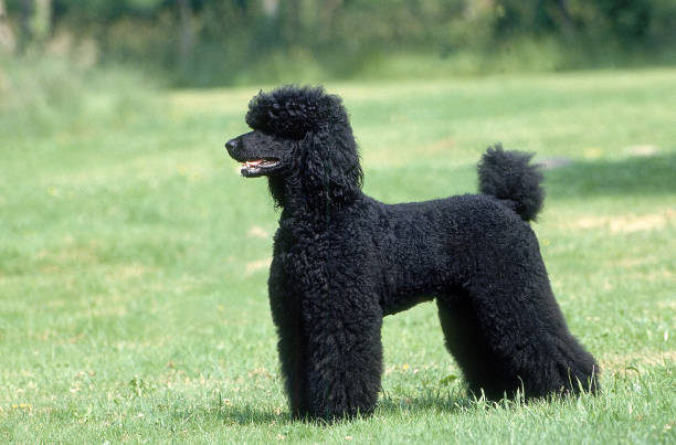 istock BLACK GIANT POODLE, ADULT STANDING ON GRASS 1226718700