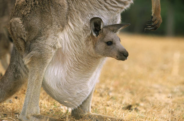 eastern grey kangaroo macropus giganteus, female mit joey in pouch, australien - kangaroo joey marsupial mammal stock-fotos und bilder