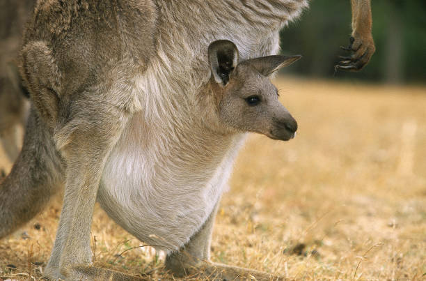 eastern grey kangaroo macropus giganteus, female with joey in pouch, австралия - kangaroo joey marsupial mammal стоковые фото и изображения