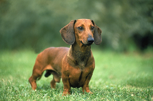 SMOOTH-HAIRED DACHSHUND, MALE STANDING ON GRASS