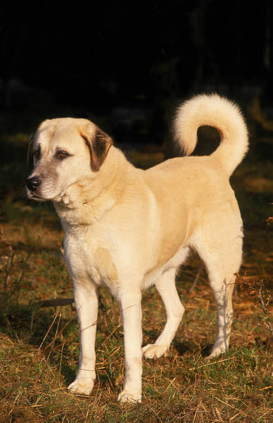 istock ANATOLIAN SHEPHERD DOG, ADULT 1226718736