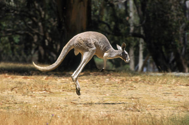 istock RED KANGAROO macropus rufus, ADULT HOPPING, AUSTRALIA 1226718772