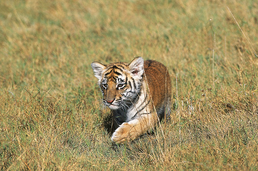 BENGAL TIGER panthera tigris tigris, CUB WALKING ON DRY GRASS