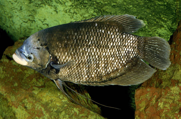 BLUE GOURAMI trichogaster trichopterus BLUE GOURAMI trichogaster trichopterus trichogaster trichopterus stock pictures, royalty-free photos & images