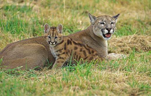 COUGAR puma concolor, MOTHER WITH CUB LAYING DOWN ON GRASS