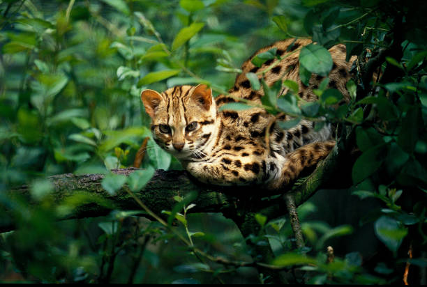 LEOPARD CAT prionailurus bengalensis, ADULT STANDING ON BRANCH LEOPARD CAT prionailurus bengalensis, ADULT STANDING ON BRANCH prionailurus bengalensis stock pictures, royalty-free photos & images