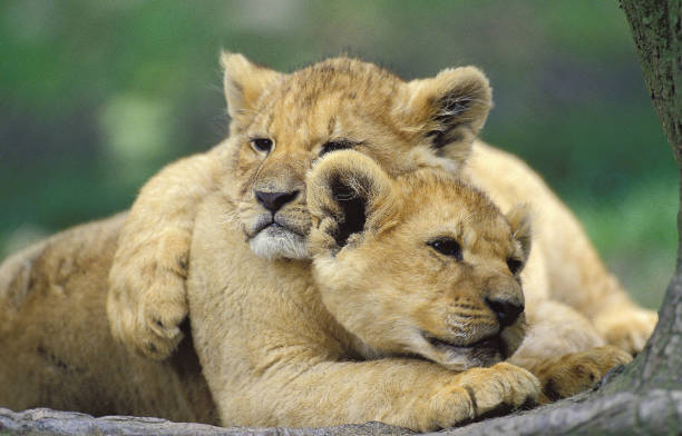 istock AFRICAN LION panthera leo, CUB SLEEPING, KENYA 1226719160