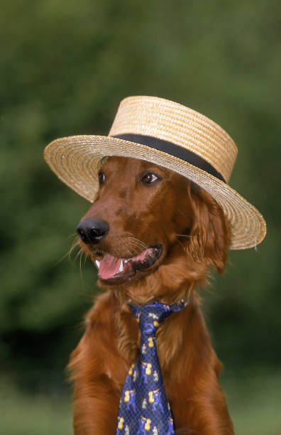 istock IRISH SETTER OR RED SETTER, DOG WEARING TIE AND STRAW HAT 1226720109