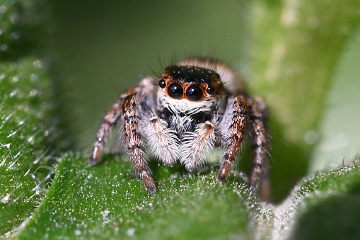 Spider on the plant, extreme close-up macro shot with high details