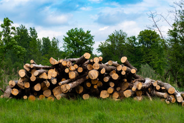 woodpile (en) - 16747 photos et images de collection