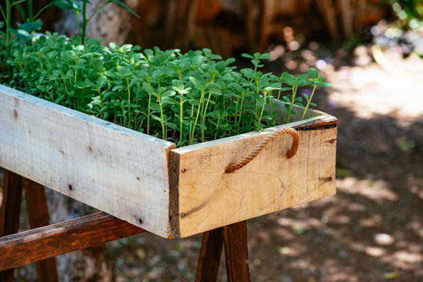 istock Growing Purslane in the Garden 1226720996