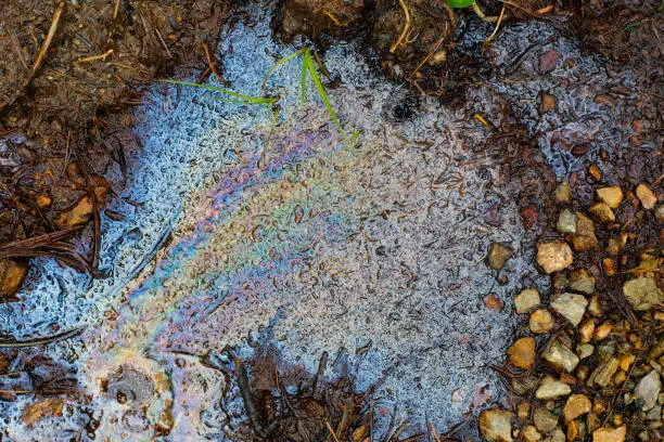 Oily puddle in the middle of nature