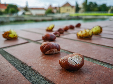 Chestnuts and shells on red brick wall