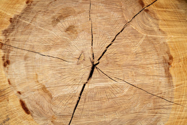 istock Stump of a big old tree 1226722443