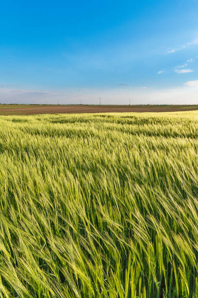 bel campo verde rotolante. campo agricolo con orzo. bellissimo campo di cereali (grano, orzo, avena) verde in una soleggiata giornata primaverile. - oat farm grass barley foto e immagini stock