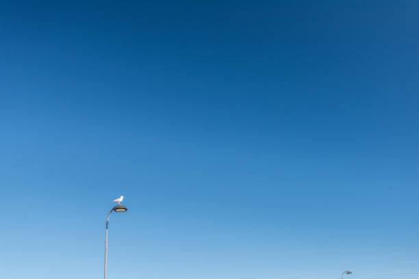 Sea gull sitting on a lamp post. Blue skies.