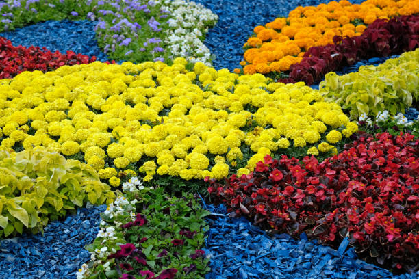 istock Bright multi-colored flowers in the flowerbed. 1226723786