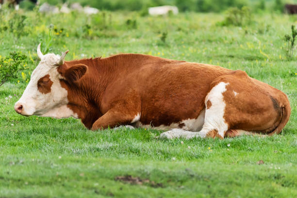 istock Cows lying in the green grass 1226723938