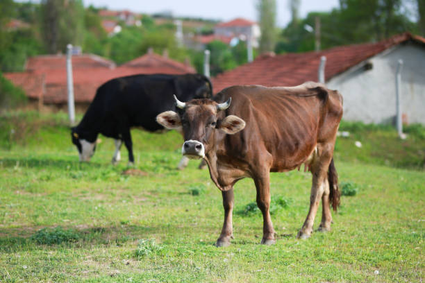 Cow eating grass. Cows grazing on pasture. Beefmaster cattle standing in a green field