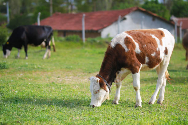 istock simental cow is eating grass in nature 1226724011