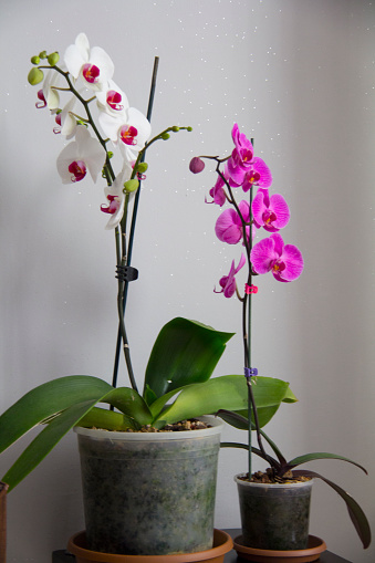 Orchid, Potted Plant, Agriculture, Beauty, Beauty In Nature, background, perspective