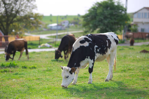 istock black and white cow is eating grass in nature 1226724691