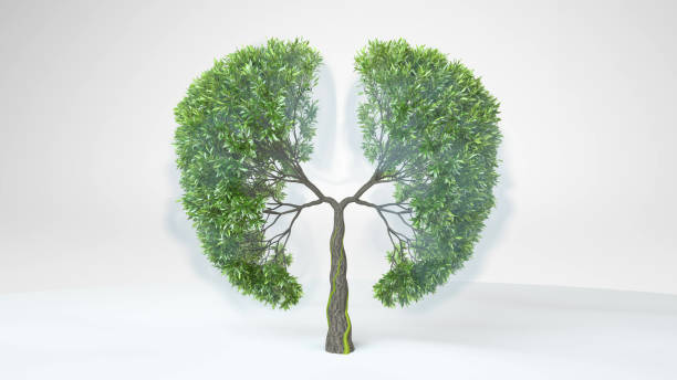 pulmões da terra. árvore em forma de pulmões. conceito ecológico. - deciduous tree tree trunk nature the natural world - fotografias e filmes do acervo