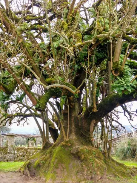 Very old elephant tree in Galicia in Spain near Santiago de Compostela