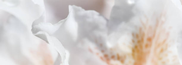 istock Soft focus, abstract floral background, white Rhododendron flower petals. Macro flowers backdrop for holiday brand design 1226725862
