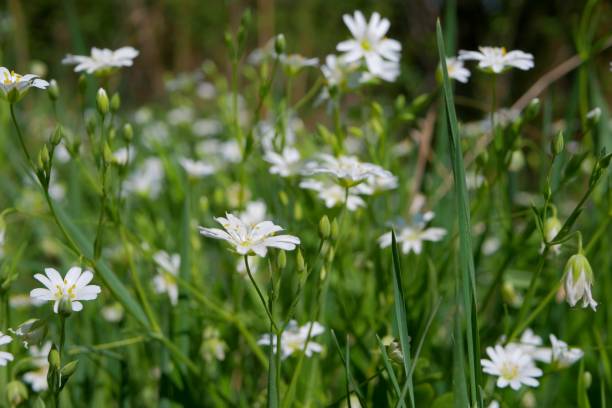 istock Summer meadow with white flowers 1226725947
