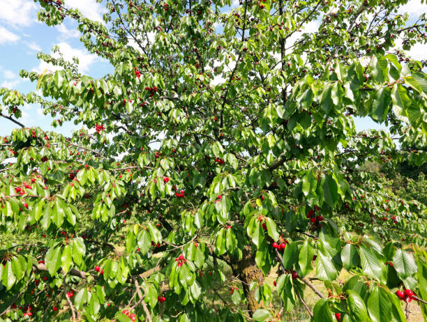 istock lush cherry tree with ripe red fruits ready to be harvested 1226727062