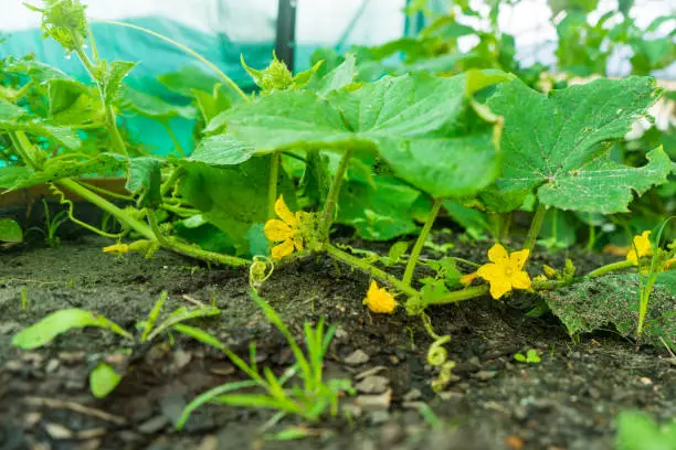Photo of a pumpkin plant with yellow flowers growing in a vegetable garden