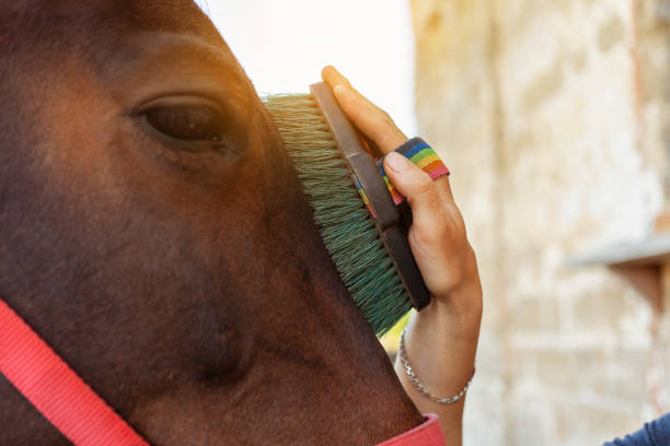 pferdepflege, liebe zu tieren - grooming stock-fotos und bilder