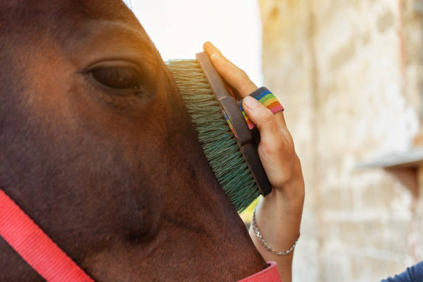 Horse care, love for animals A woman combing and brushing a horse with a big brush. Brown horse on a background of blue sky. Horse care, love for animals. grooming animal behavior stock pictures, royalty-free photos & images