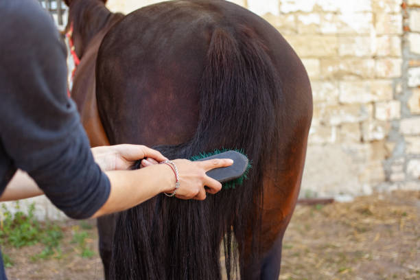 istock Horse care, love for animals 1226727712