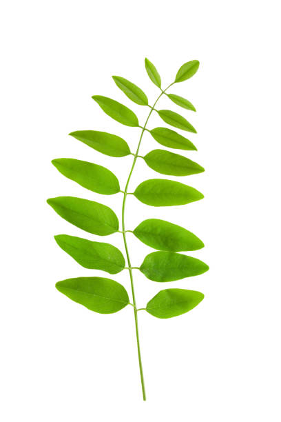 istock green leaf of black locust (Robinia pseudoacacia) on white 1226728423