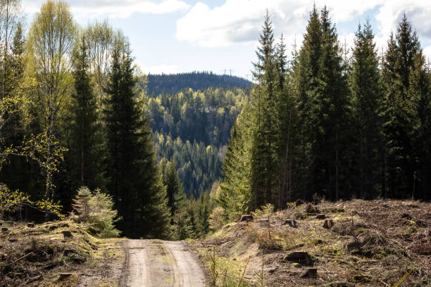 istock Green forest with mountains in the back 1226728869