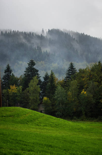 Green forest with mountains in the back with foggy mist around