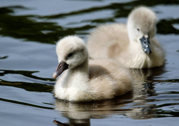 istock Mute swan cygnets on the lake 1226730099