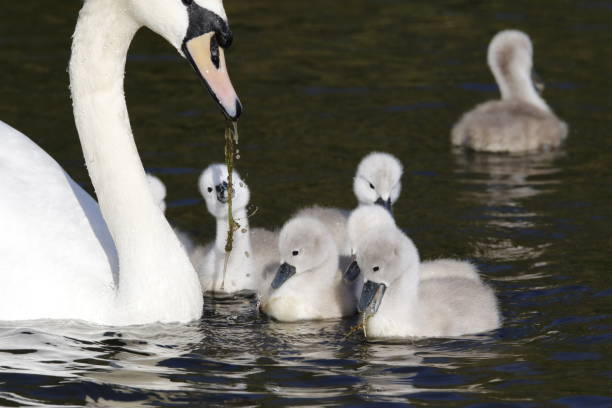 istock Mute swan cygnets on the lake 1226730170