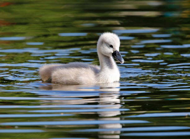 istock Mute swan cygnets on the lake 1226730250