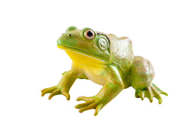 Realistic fake plastic frog sitting isolated on white background with clipping path cutout