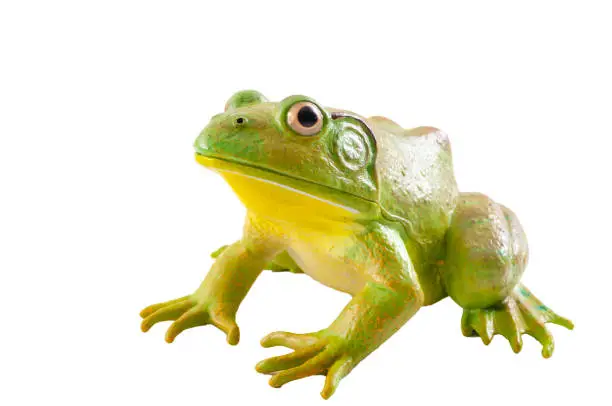 Photo of Realistic fake plastic frog sitting isolated on white background with clipping path cutout
