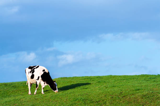 One dairy cow grazing in a Scottish field with lush green grass in early evening A black and white dairy cow grazing on the side of a small hill in early evening sunshine.
After a period of rain the grass is a lush green.
The location of the field is in rural Dumfries and Galloway, south west Scotland.
One of the main employers in this region of Scotland is agriculture. Galloway Hills stock pictures, royalty-free photos & images