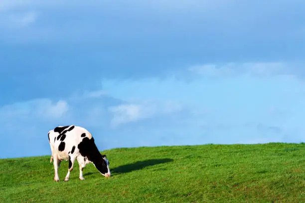 A black and white dairy cow grazing on the side of a small hill in early evening sunshine.
After a period of rain the grass is a lush green.
The location of the field is in rural Dumfries and Galloway, south west Scotland.
One of the main employers in this region of Scotland is agriculture.